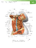 Sobotta Atlas of Human Anatomy  Head,Neck,Upper Limb Volume1 2006, page 152